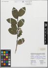 Foto von Salix glabra Scop.